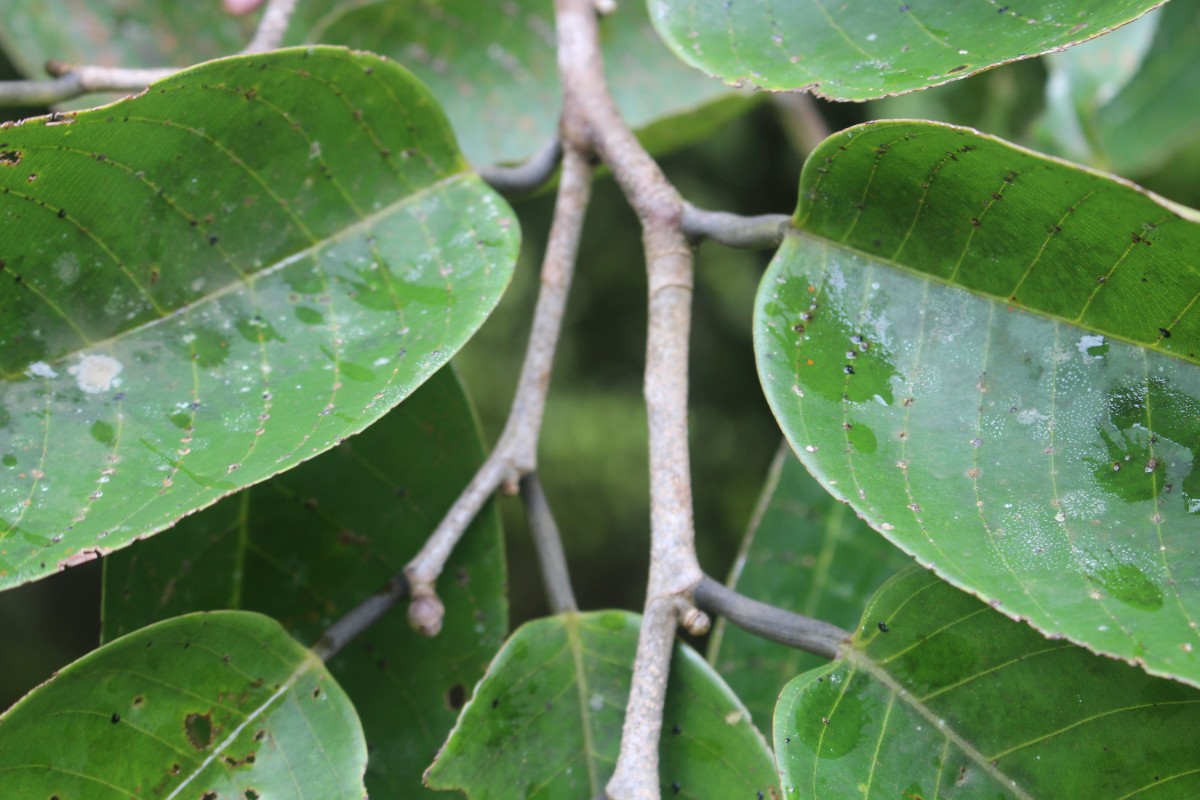 Doona macrophylla Thwaites
